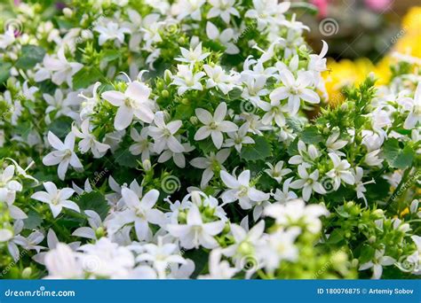 會開白色花的植物|秋天植物盛開指南：金針花、杭菊、韭菜花、楓葉、芒。